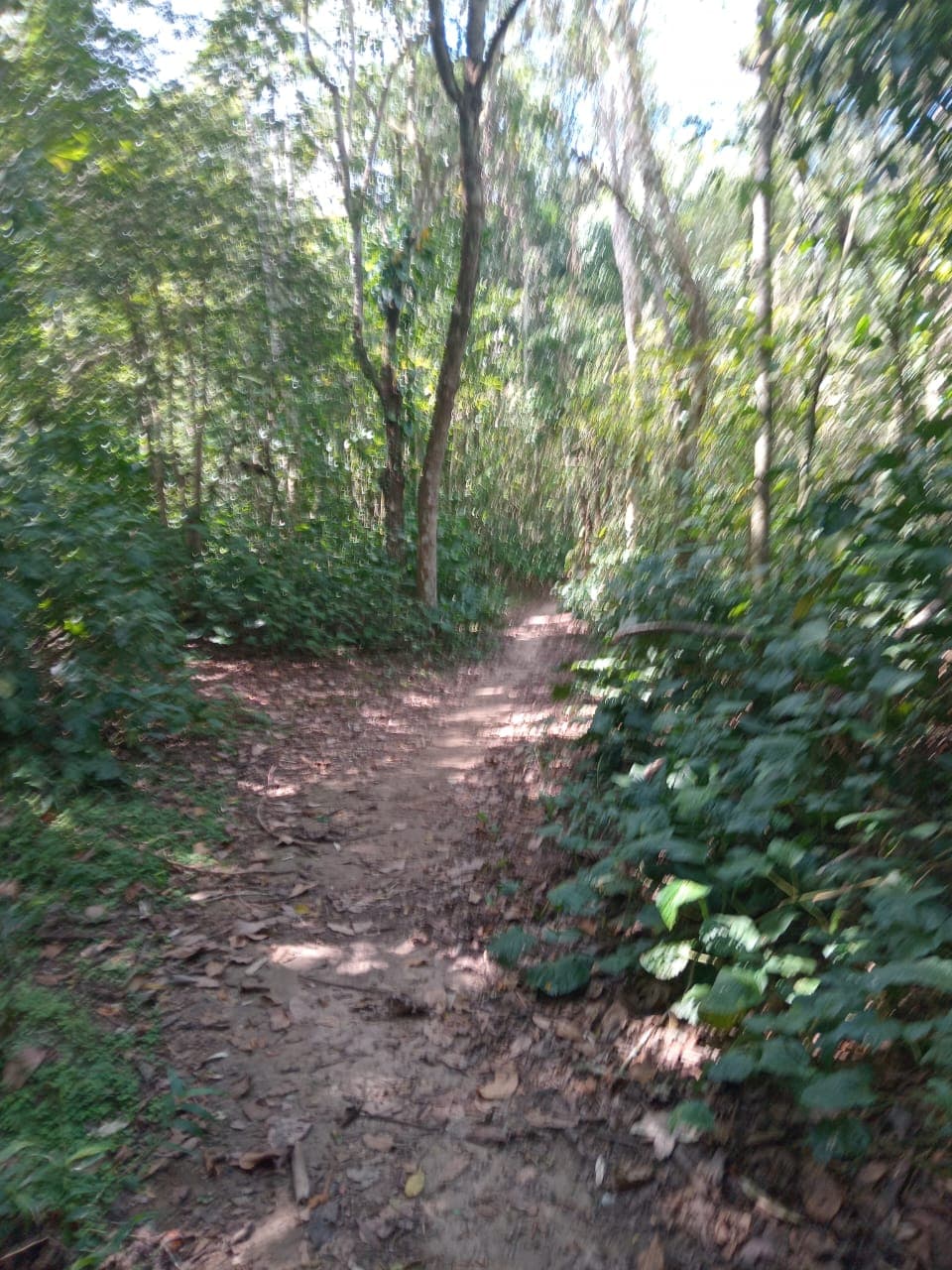 Trilha de terra batida entre árvores no Parque Estadual Serra do Mar
