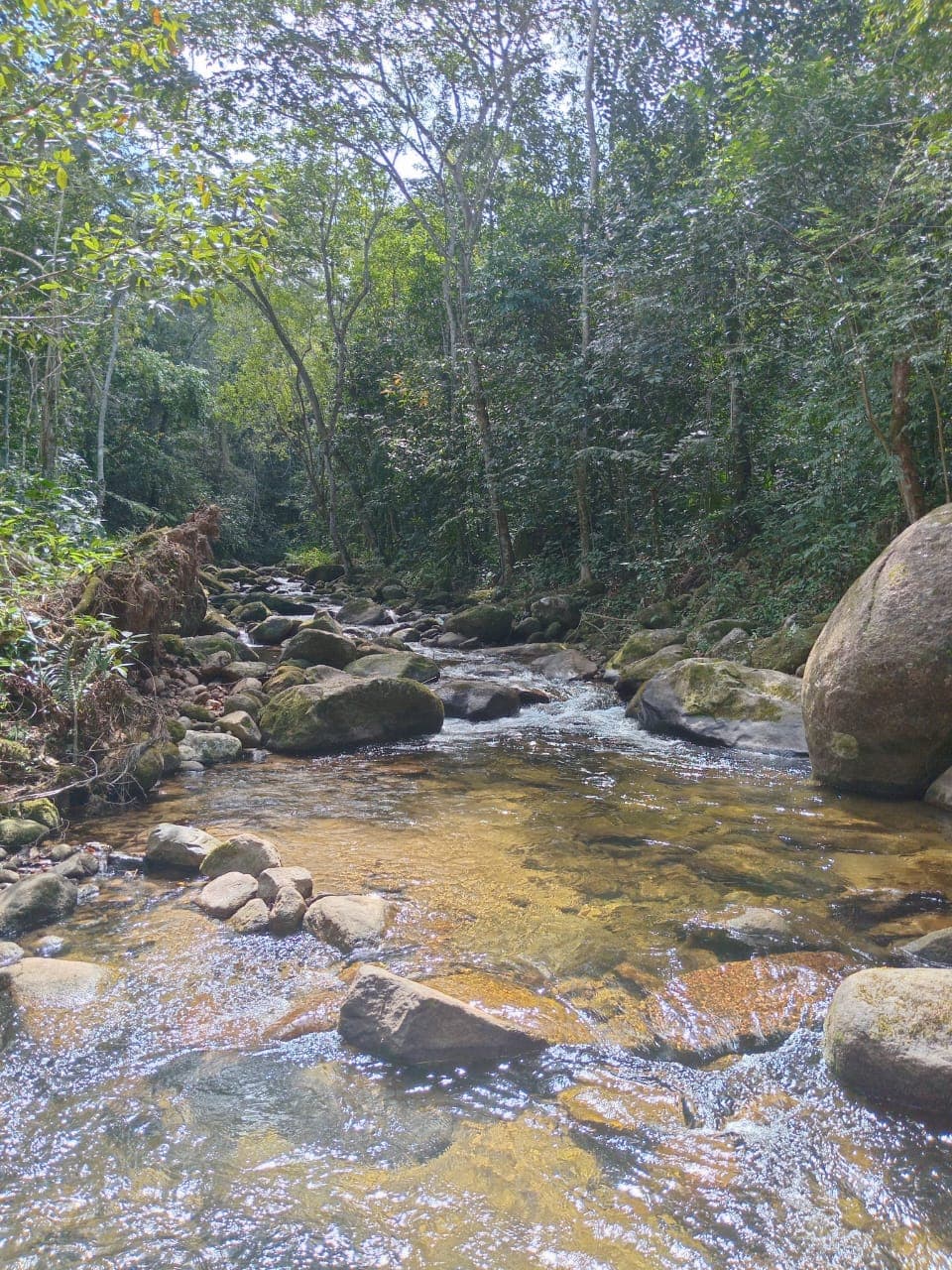 Rio de água transparente cercado de mata fechada