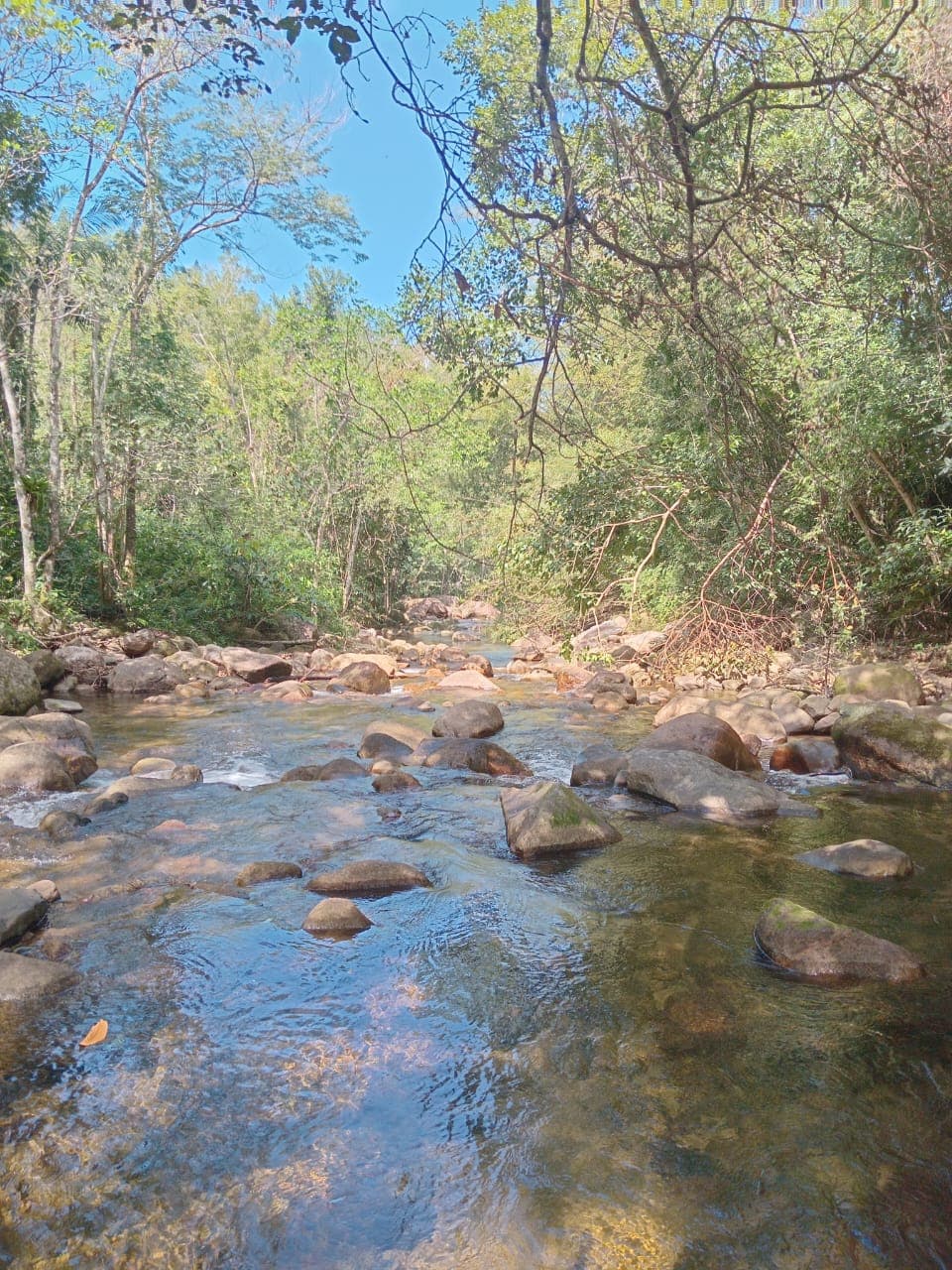 Poço de rio calmo na mata, com visitante ao fundo